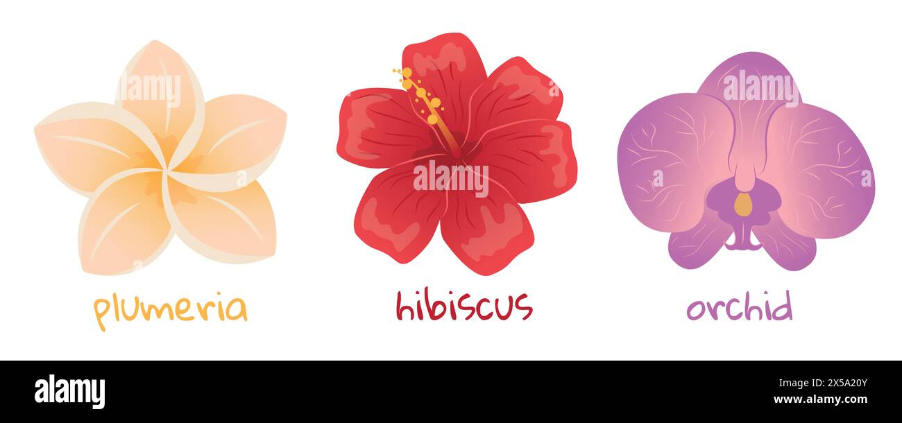 Ensemble de fleurs tropicales. Hibiscus, plumeria et illustration d'orchidée. Peinture botanique réaliste dessinée à la main isolée sur fond blanc. Cartoon des Illustration de Vecteur