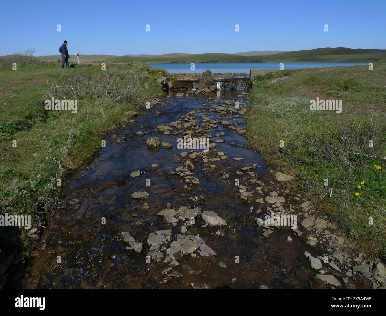 Un jeune mâle près du pont à Systravatn, dans le sud de l'Islande Banque D'Images