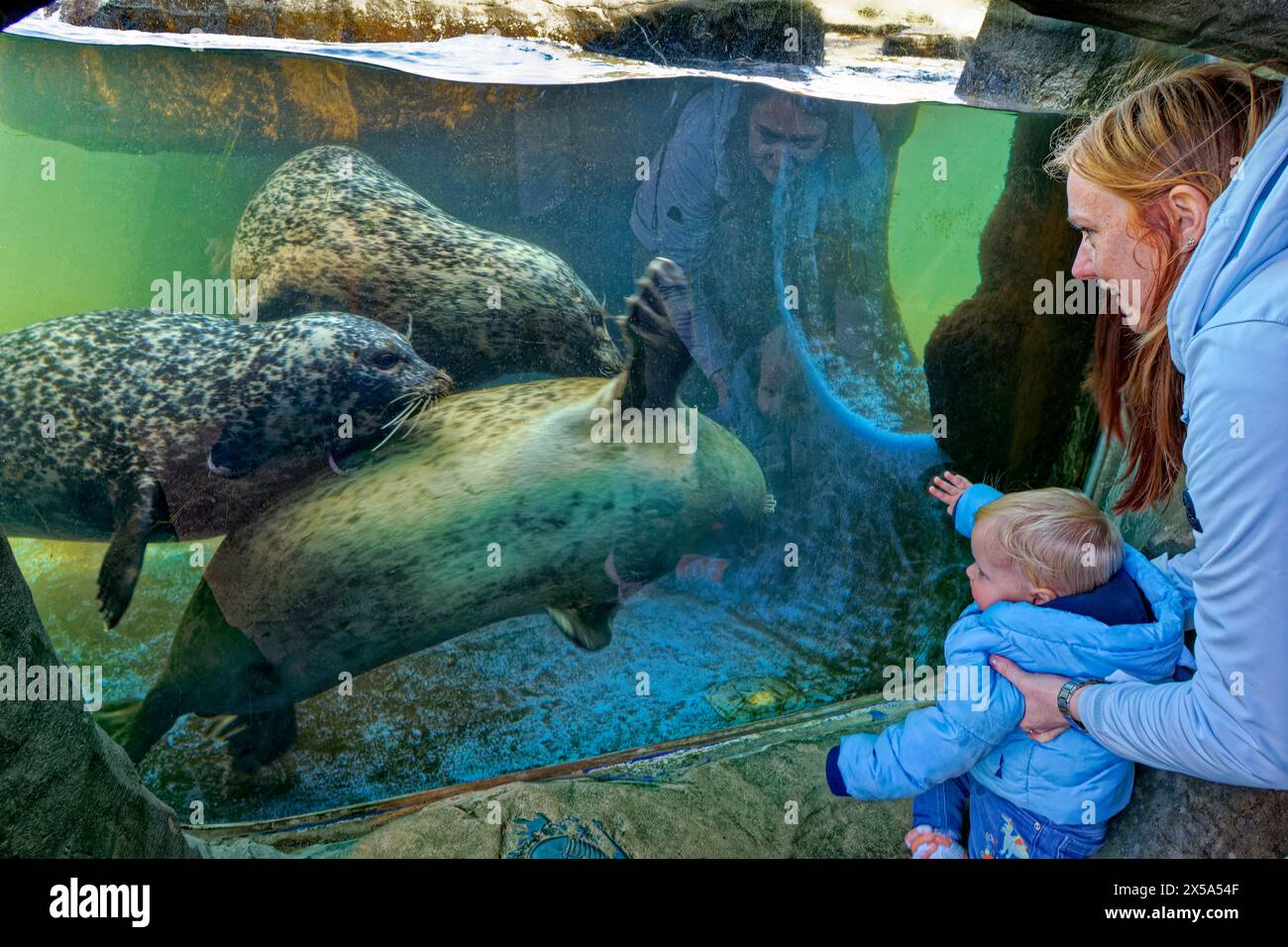 Phoques dans le sanctuaire de phoques au Scarborough Sea Life Centre, Yorkshire en Angleterre, Royaume-Uni. Banque D'Images