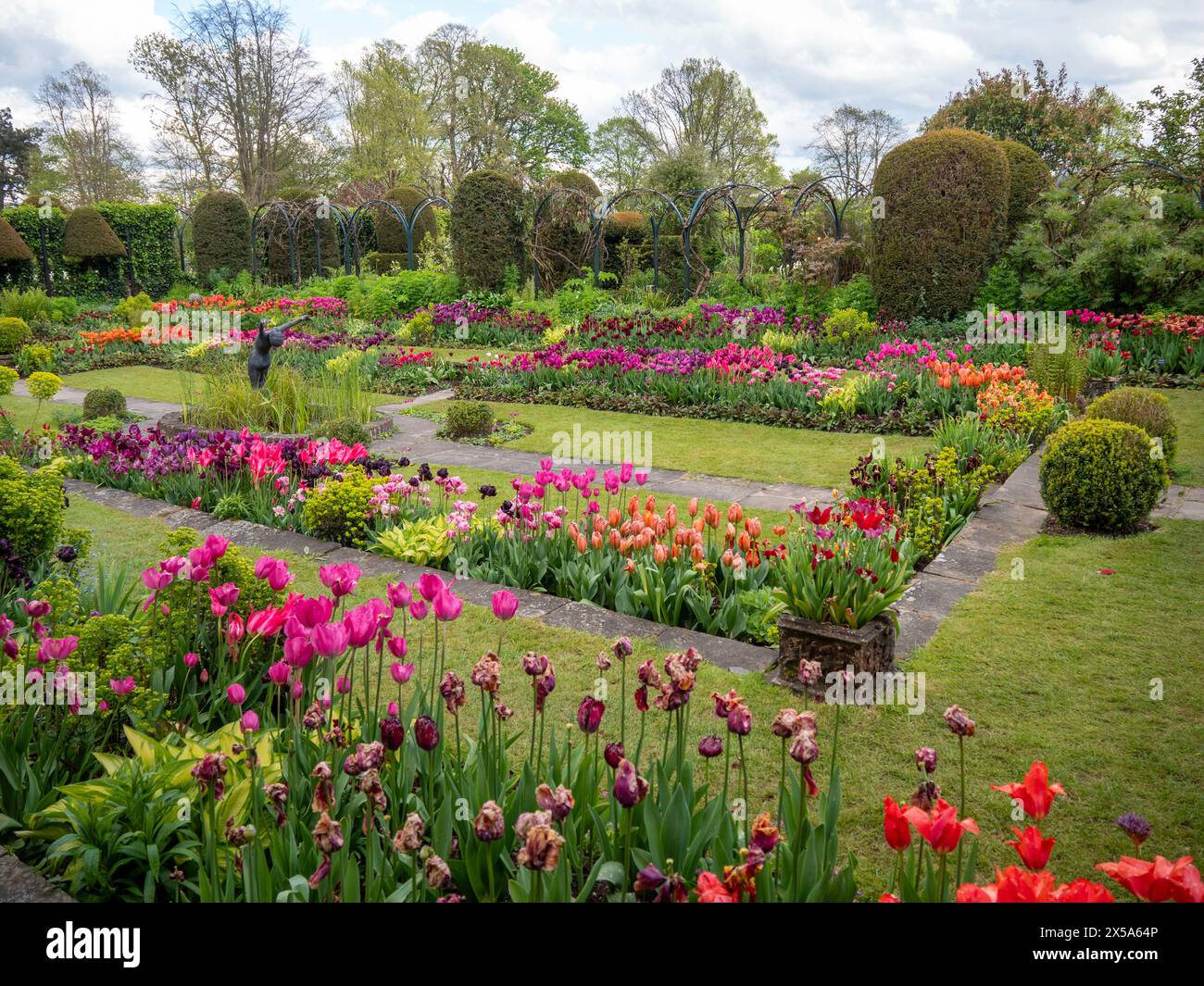 Chenies Manor tulipes de jardin en pleine floraison ; prises sur la diagonale. Fleurs orange, violettes, roses autour de l'étang ornemental. Banque D'Images