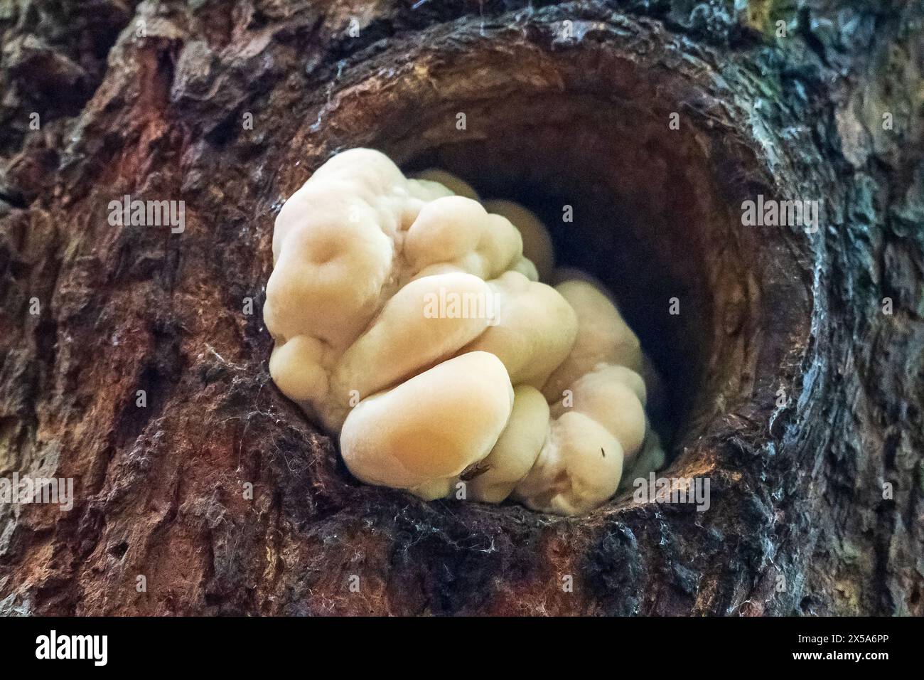 Poulet des bois champignon poussant d'un trou dans un arbre. Laetiporus sulphureus Banque D'Images