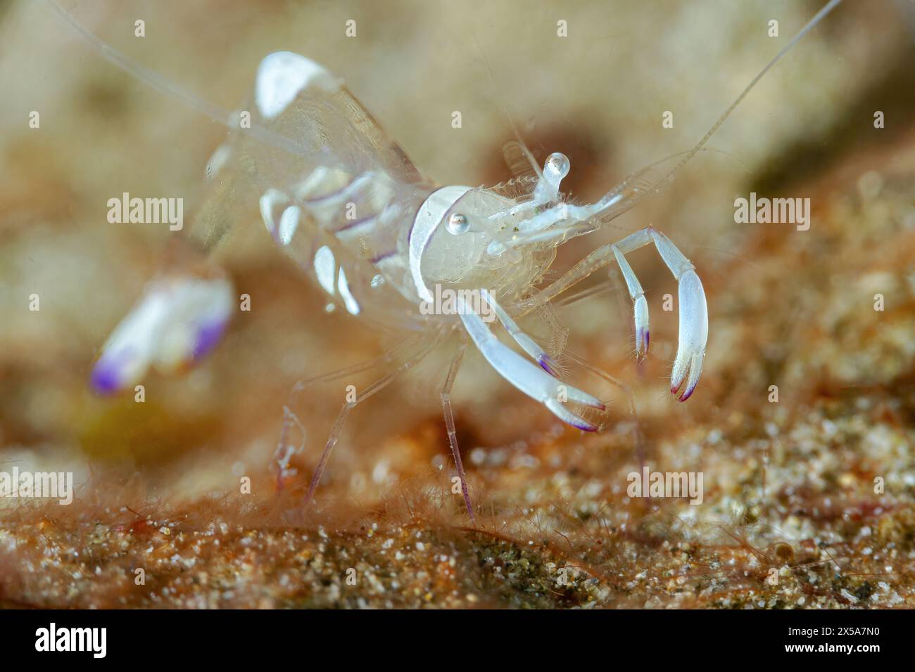 Une image en gros plan montrant une crevette transparente sur un fond marin texturé, montrant son corps délicat et semi-translucide et ses appendices détaillés Banque D'Images