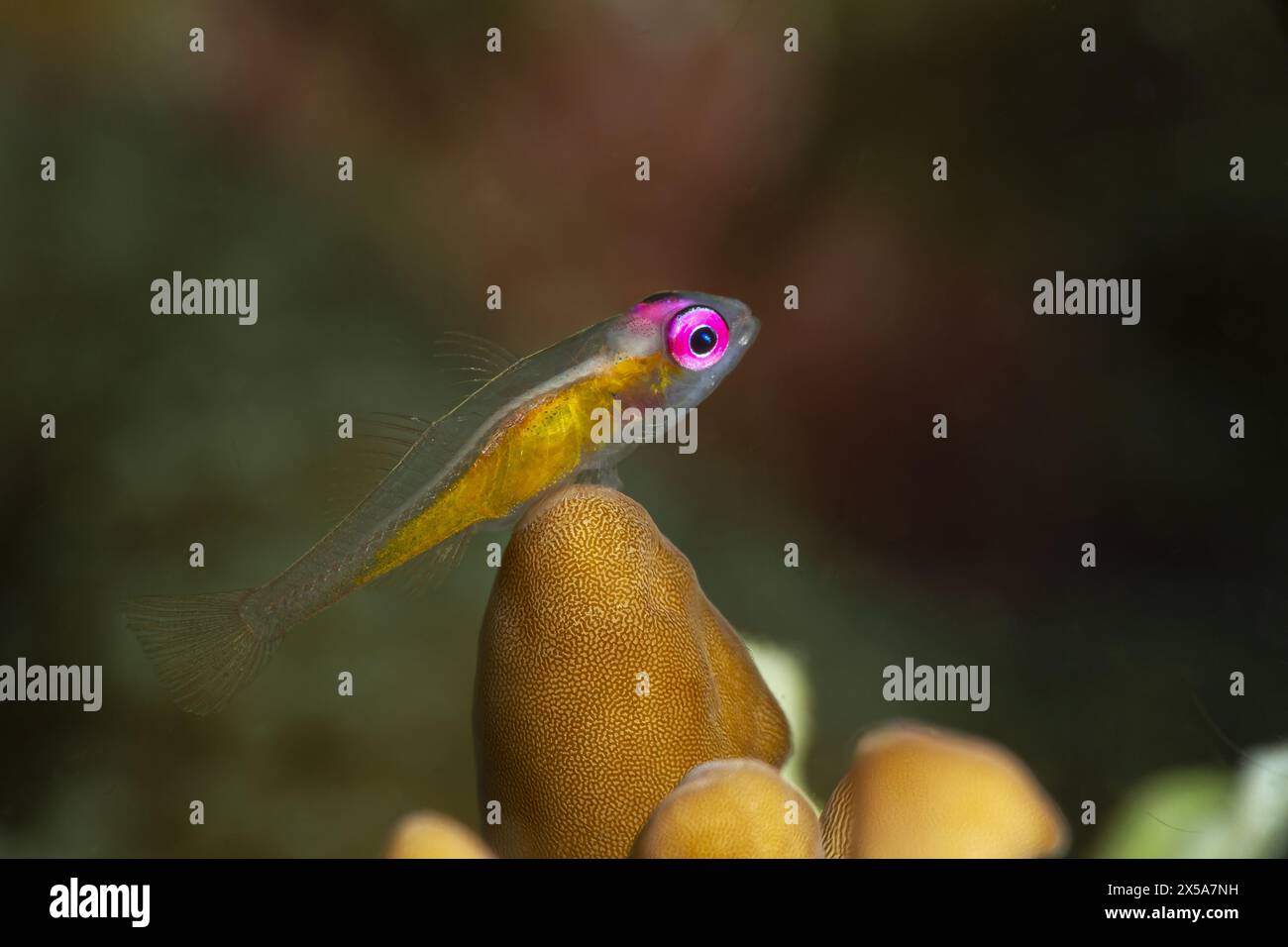 Un natan Bryaninops saisissant aux yeux roses vifs perchés gracieusement au sommet du corail, mettant en valeur la vie marine vibrante et la beauté de l'écossie sous-marine Banque D'Images