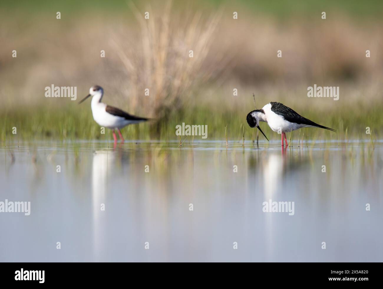 Une scène sereine avec deux pilotis à ailettes noires qui se nourrissent dans une zone humide tranquille avec une mise au point douce sur les hautes herbes en arrière-plan. Banque D'Images