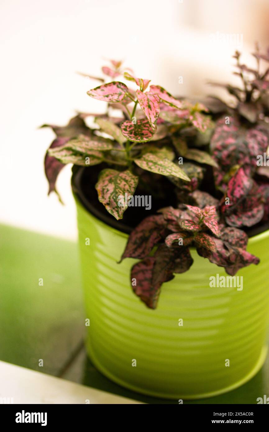 Hypoestes. Plante tropicale avec des feuilles tachetées roses vertes pousse dans un pot de fleurs vertes sur un rebord de fenêtre. Plantes cultivées au jardin de la maison Rubber Plant Banque D'Images