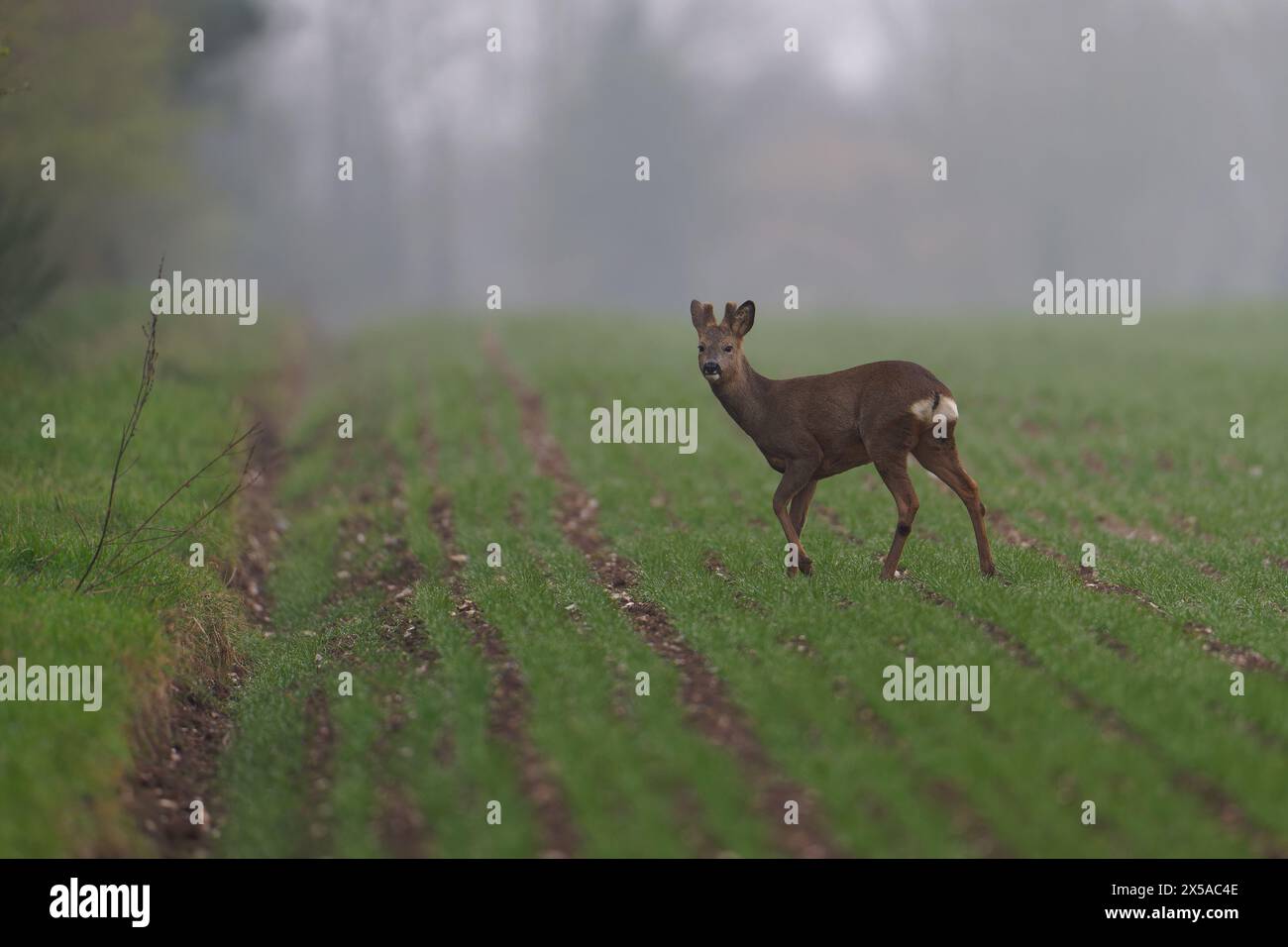 Chevreuil européen (buck) -Capreolus capreolus. Banque D'Images