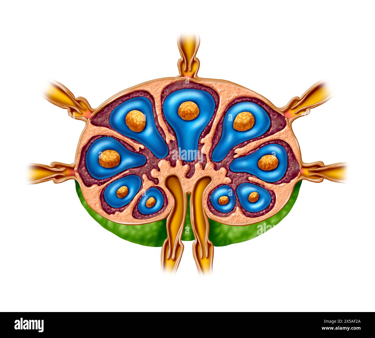 Anatomie du ganglion lymphatique en tant que section transversale de la glande du concept de fonction du système lymphatique et du concept de système immunitaire ou d'organe lymphoïde Banque D'Images