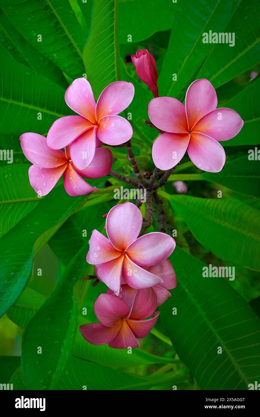 Groupe de Frangipani rose avec gouttes d'eau et feuilles vertes jardins botaniques verticaux des Bermudes Banque D'Images