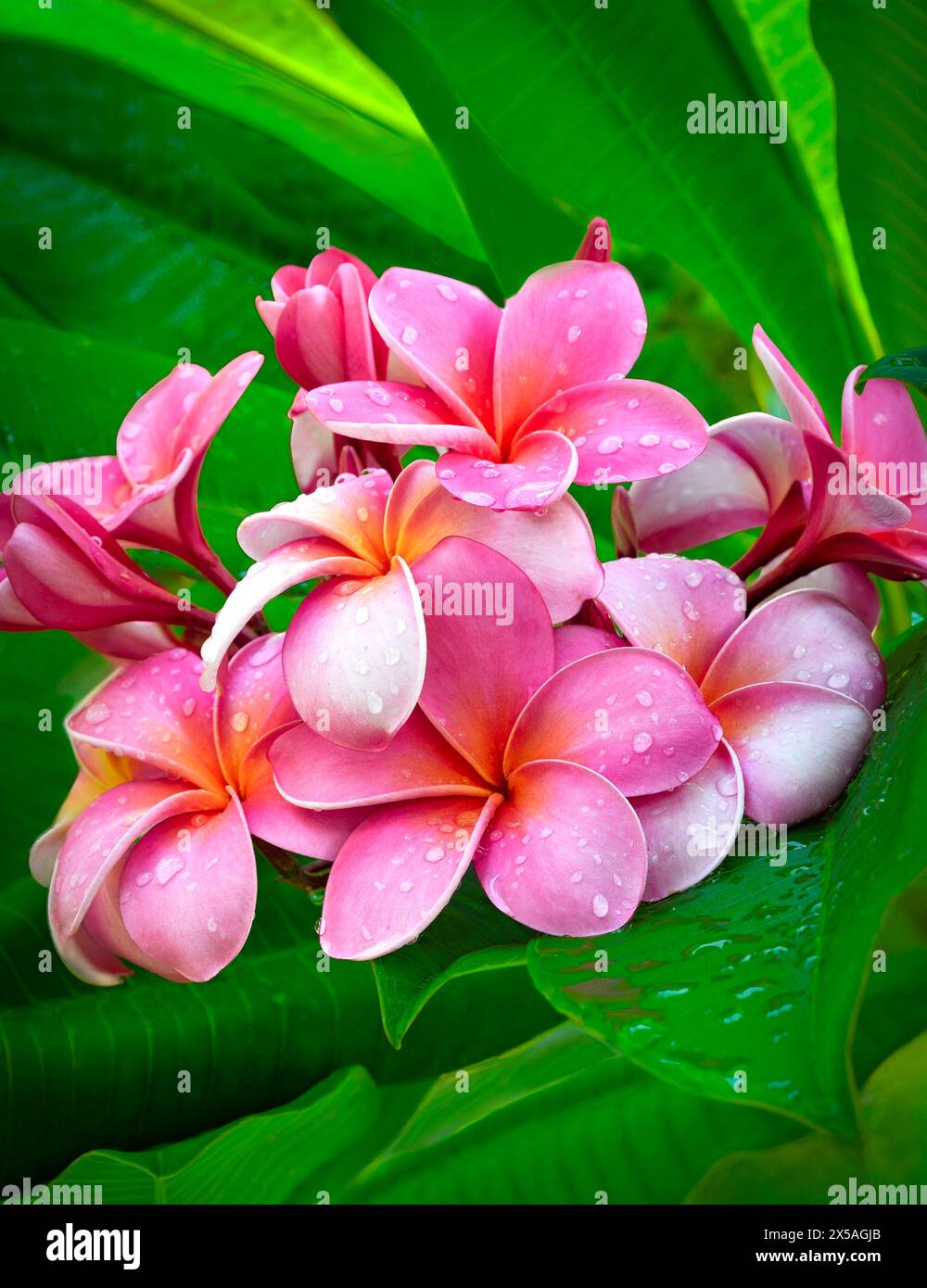 Groupe de frangipaniers roses avec gouttes d'eau et feuilles vertes jardins botaniques des Bermudes Banque D'Images