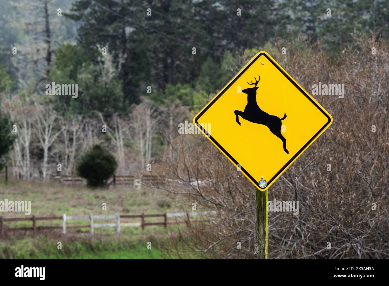 Un panneau jaune d'avertissement de la route avertissant les conducteurs de la présence de cerfs sur la route devant eux. Banque D'Images