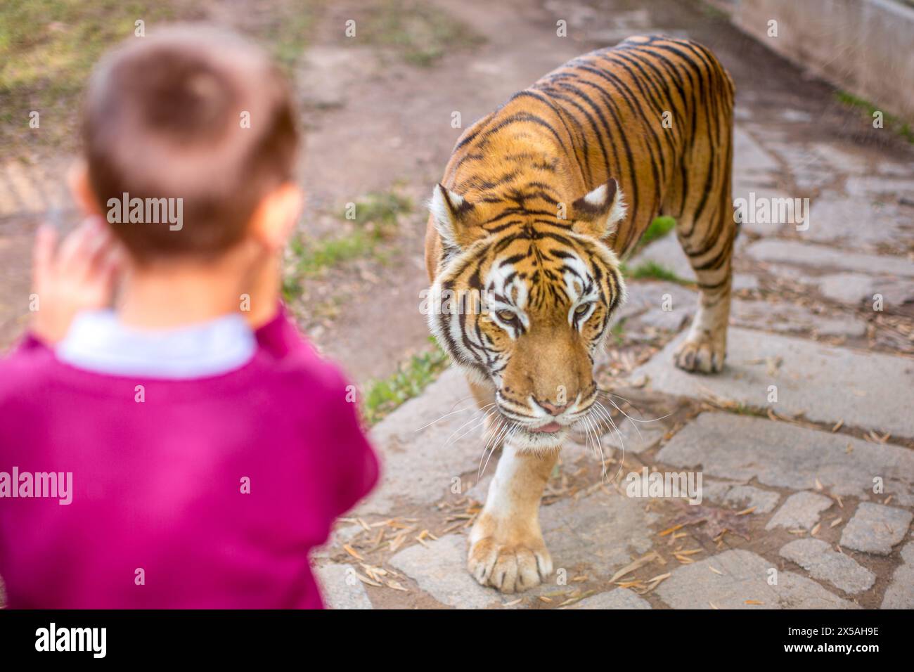 Un jeune garçon regarde un tigre de près à travers le verre protecteur. Banque D'Images