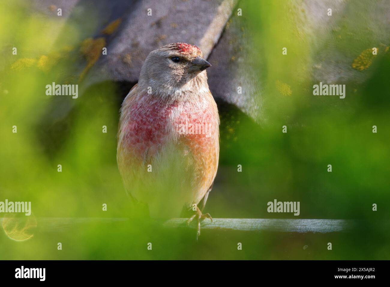 Gros plan linnet commun mâle coloré (Linaria cannabina) Banque D'Images