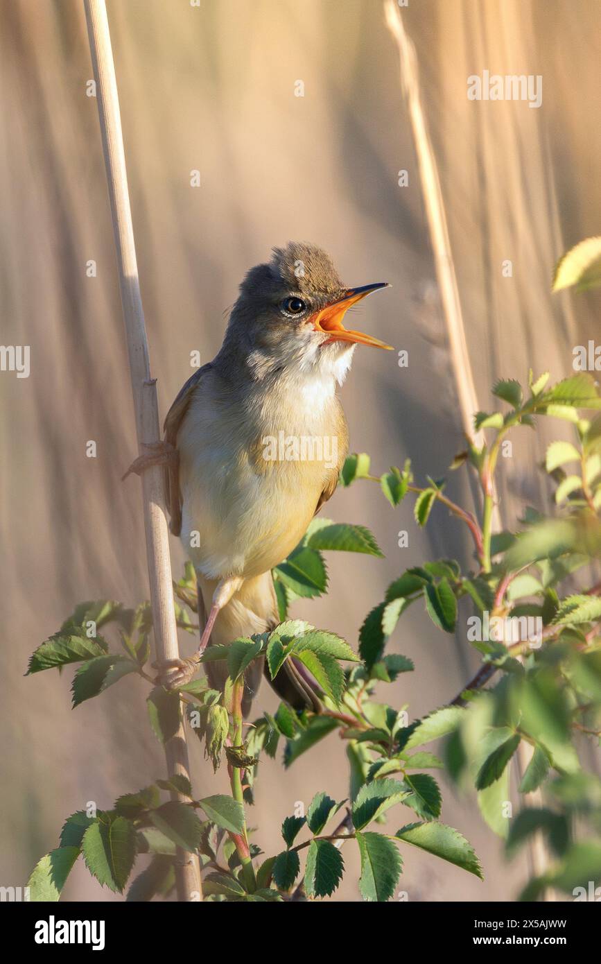 Paruline des marais mâle chantant pendant la saison de reproduction (Acrocephalus palustris) ; oiseau sauvage dans son habitat naturel Banque D'Images