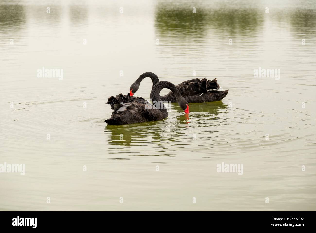 Une paire de beaux cygnes noirs Banque D'Images