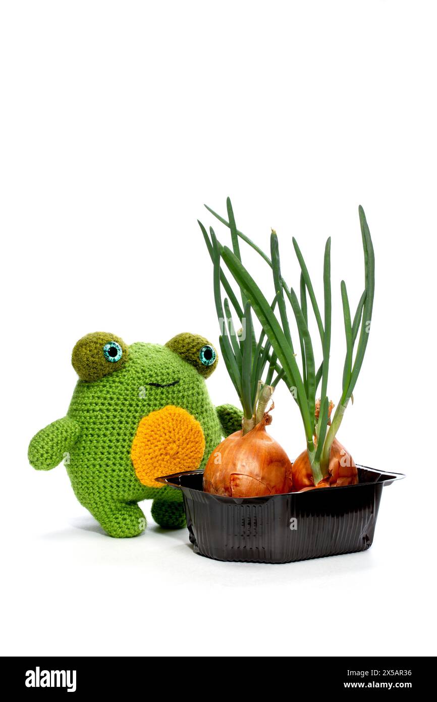 La grenouille est un jouet de laine tricoté doux fait de laine sur un fond blanc Banque D'Images