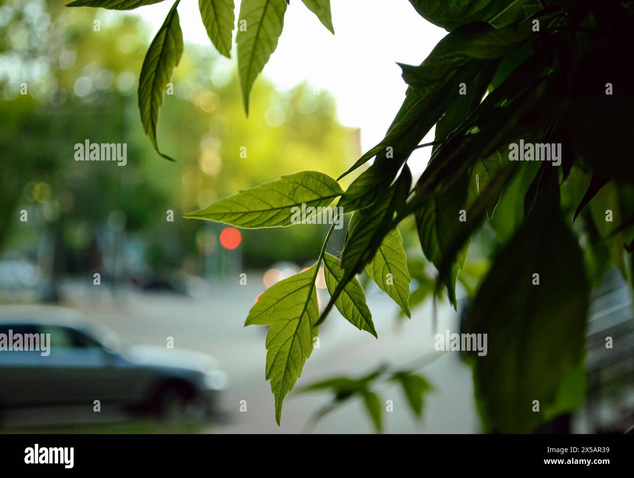 Une feuille d'érable verte sur une branche gros plan sur le fond des lumières de lanternes et d'une voiture et la lumière du soleil du soir Banque D'Images