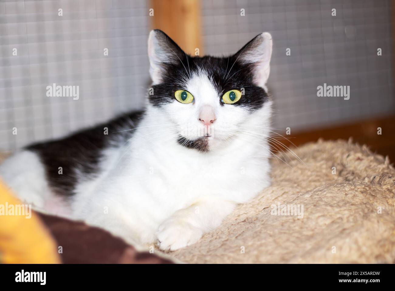 Un chat domestique à poil court, un membre de la famille des Felidae et un animal terrestre carnivore, à fourrure noire et blanche et aux yeux jaunes, est paisiblement l Banque D'Images