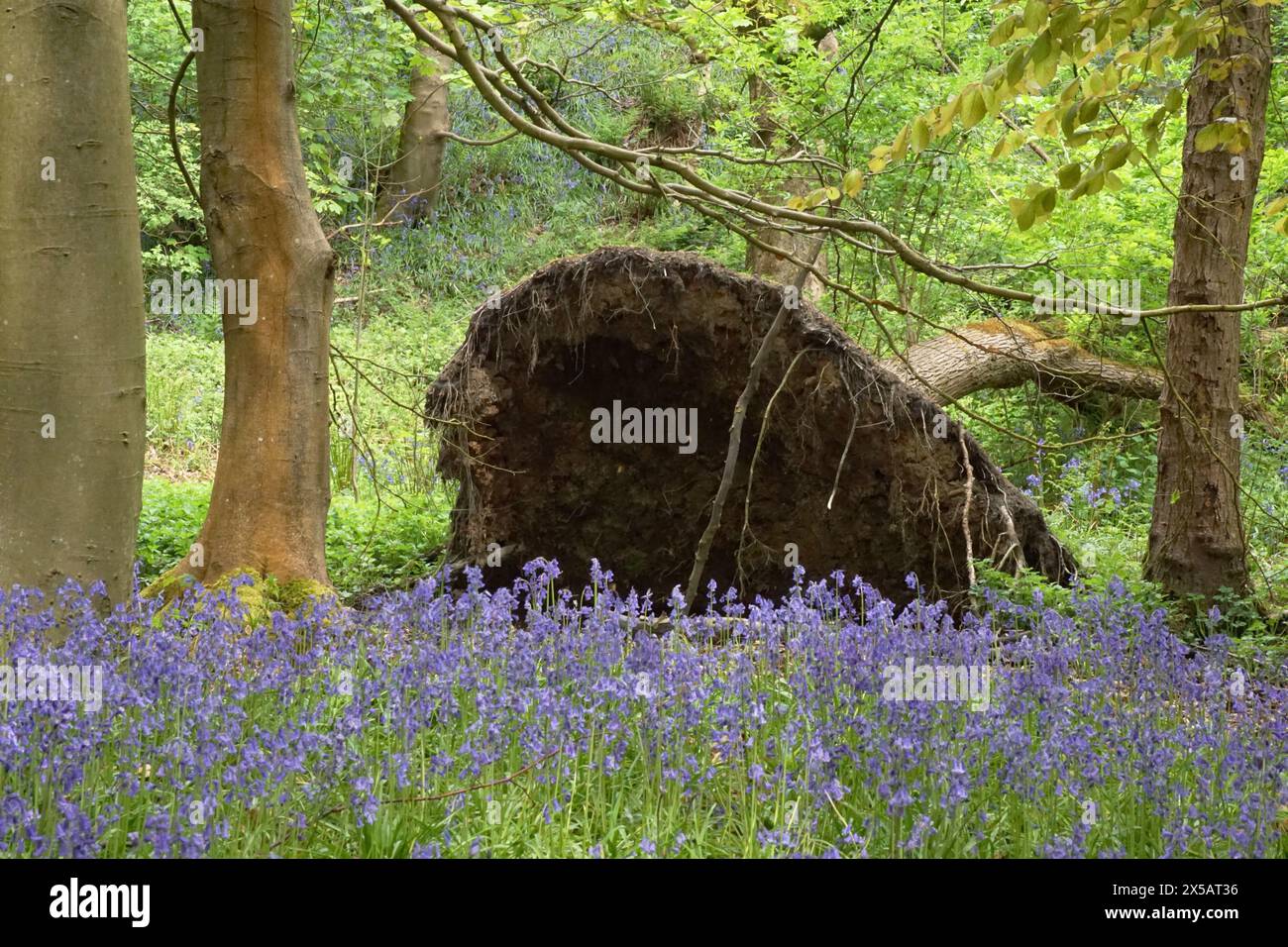 Bluebells (Hyacinthoides non-scripta) à Middleton Woods, Denton Road, Ilkley, West Yorkshire, Royaume-Uni Banque D'Images