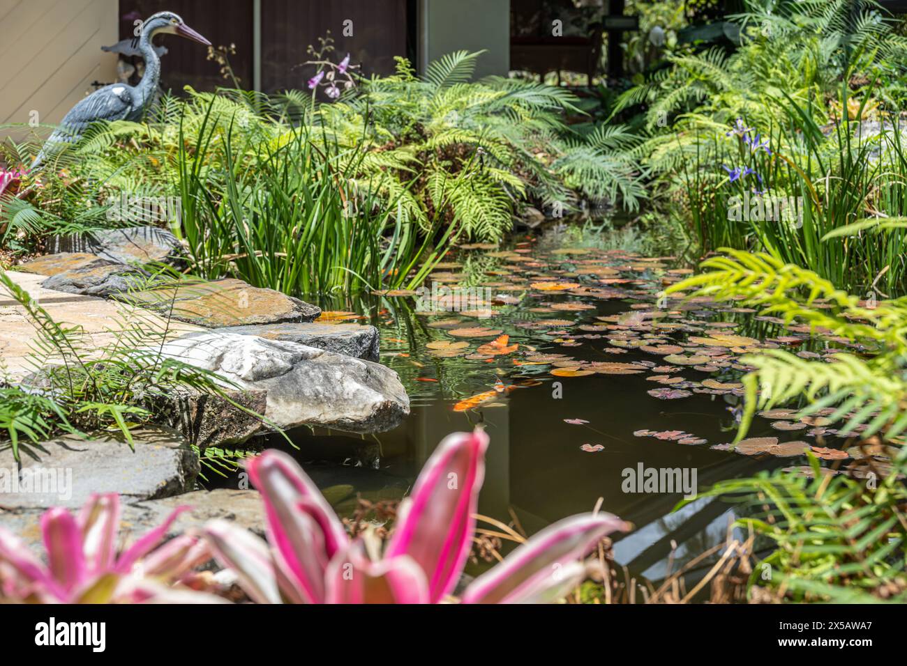 Jardin d'étang résidentiel à carpes koï à Lake Worth (comté de Palm Beach), Floride. (ÉTATS-UNIS) Banque D'Images