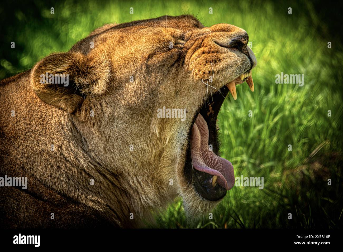 Lionne au zoo de Dartmoor, Royaume-Uni Banque D'Images