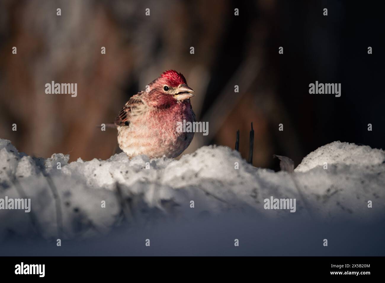 Un finch Cassins cherchant de la nourriture dans la neige. Parc national de Grand Teton, Wyoming Banque D'Images