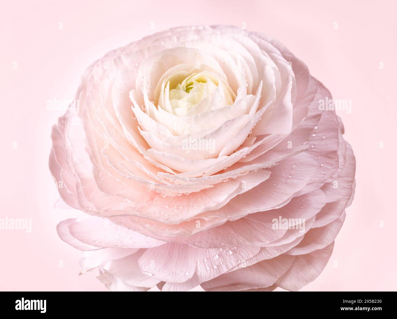 Très belle et belle fleur de Ranunculus rose sur fond rose clair Banque D'Images