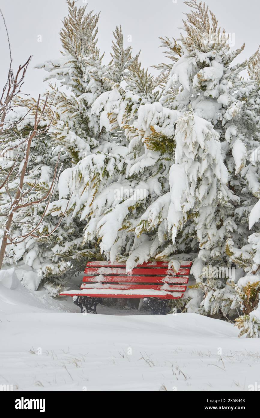 banc rouge recouvert de neige. Cyprès citron couvert de neige. Banque D'Images