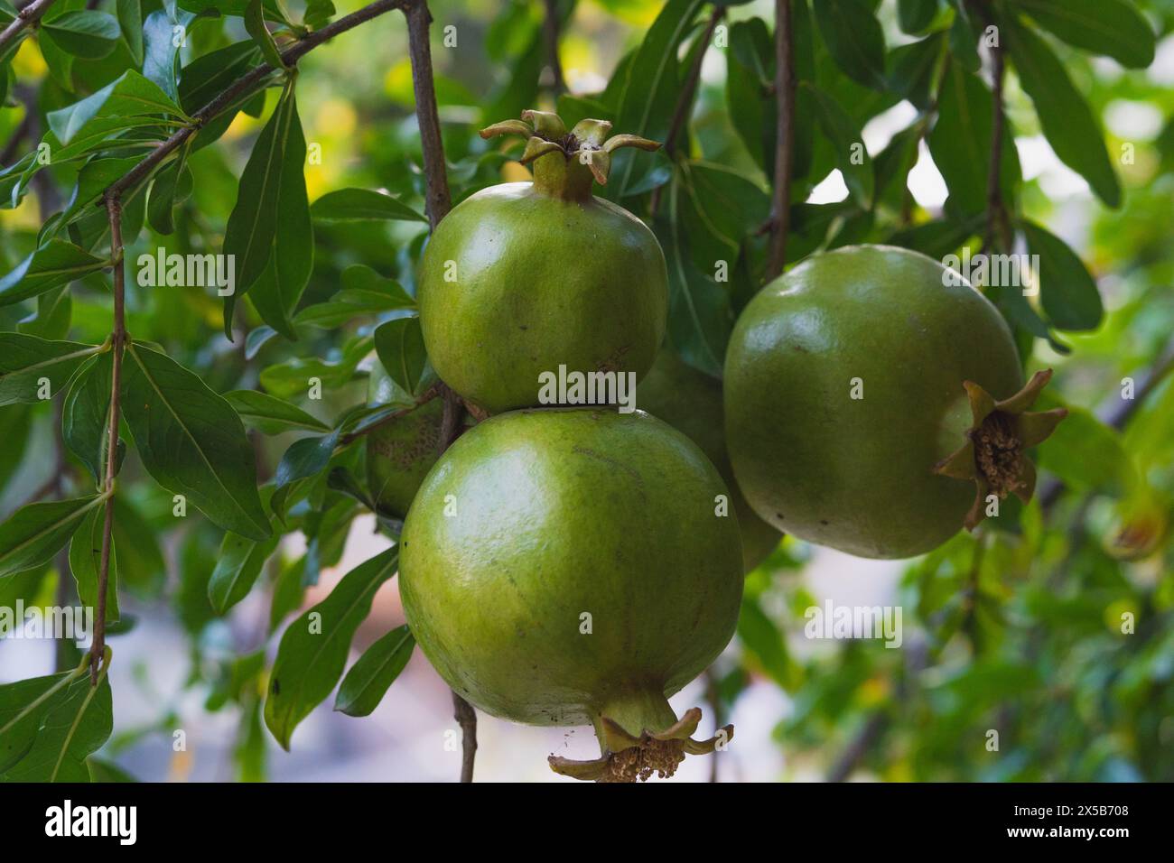 délicieuses grappes de grenade prêtes pour la récolte Banque D'Images