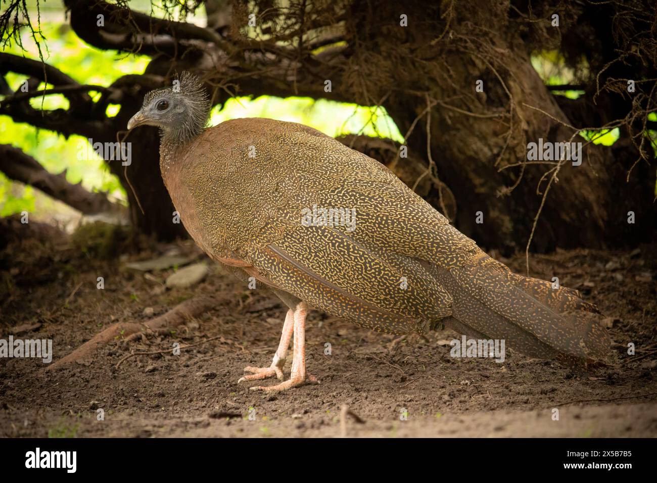 Femala grand faisan Argus, oiseau tropical coloré de la jungle de l'Asie, proche animal menacé Banque D'Images