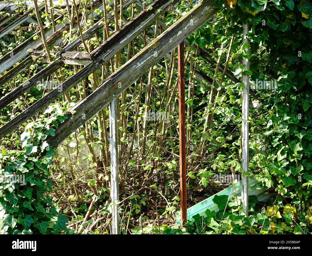 Gros plan détail, la nature s'empare des serres en ruines du jardin de l'Agronomie tropicale Réne-Dumont, près du bois de Vincennes, Paris, France. Banque D'Images