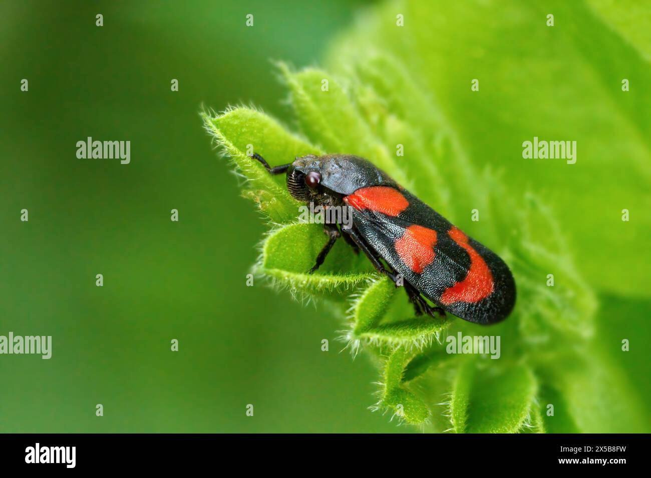 Noir et rouge Froghopper (Cercopis Vulata) sur une plante verte poilue Banque D'Images