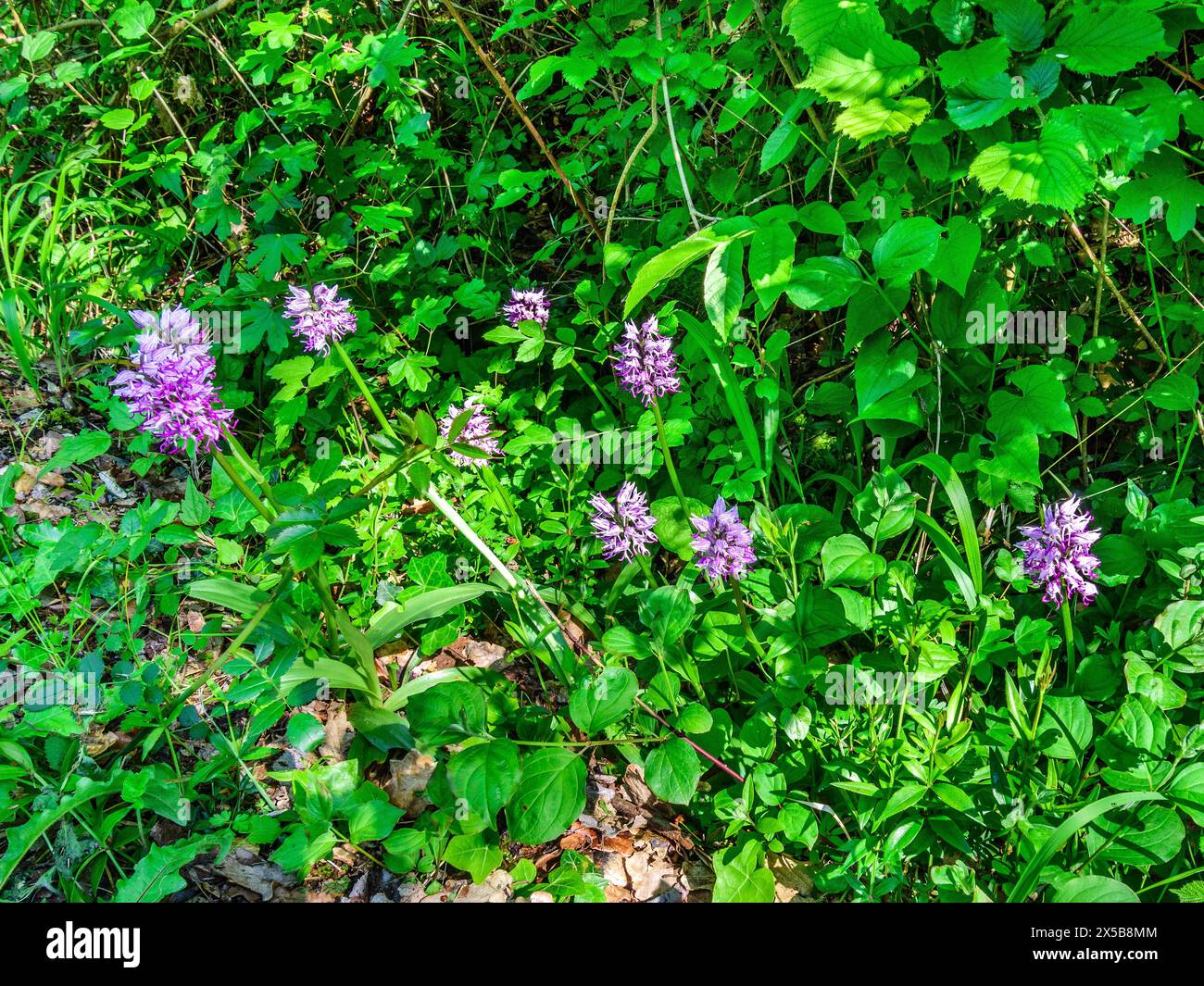 Grappe d'orchidée de singe sauvage (Orchis simia) au bord de la route dans le sud-Touraine, centre de la France. Banque D'Images