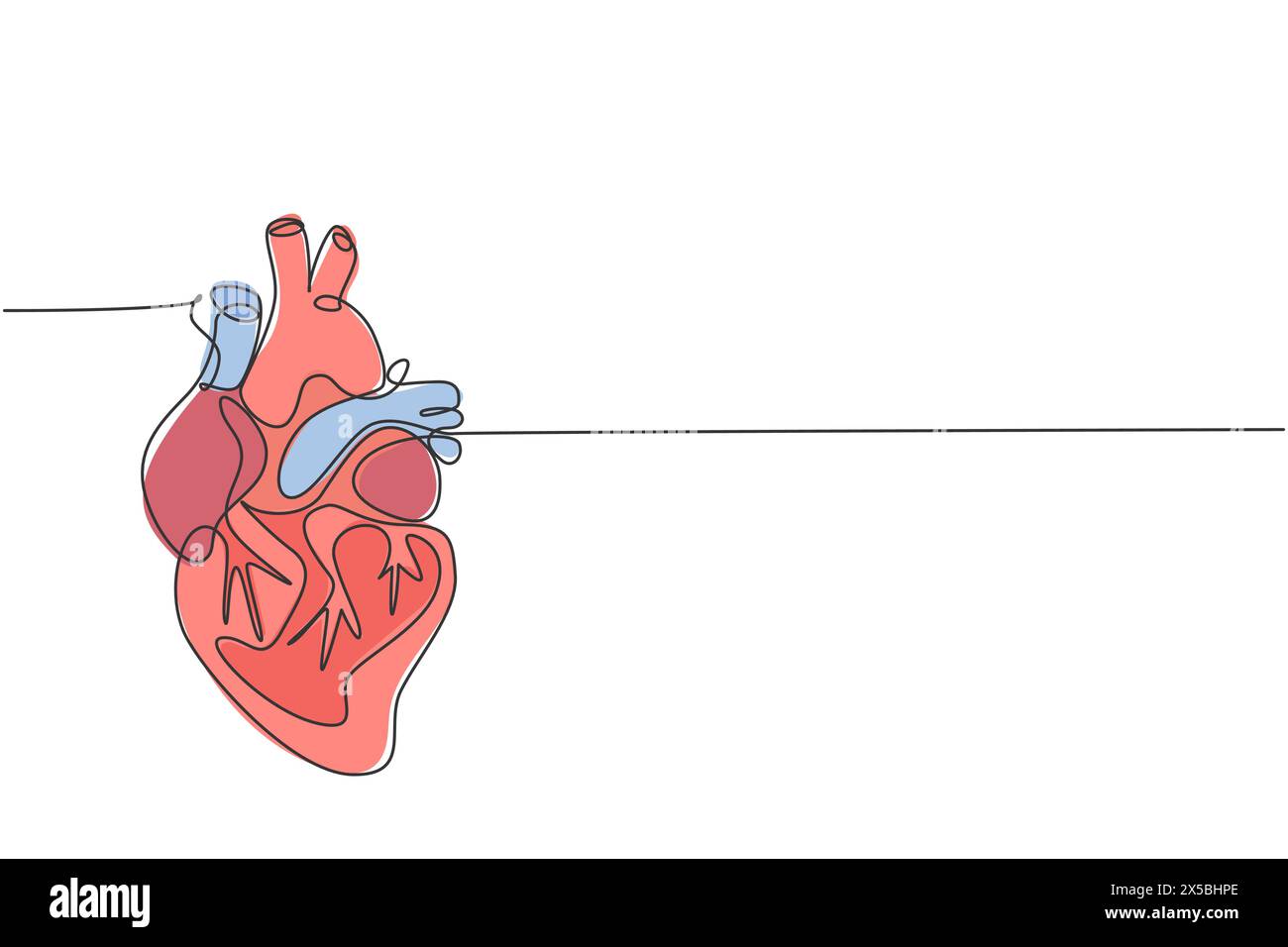 Dessin d'un trait continu d'un organe anatomique du coeur humain. Concept d'anatomie interne médicale. Ligne simple moderne dessine vecteur de conception tendance illustrati Illustration de Vecteur