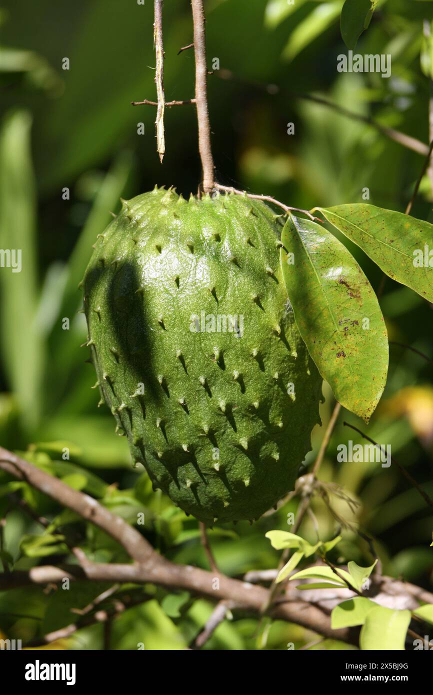 Fruit de l'arbre Soursop, Annona muricata, Annonaceae, syn. Annona sericea et Guanabanus muricatus. Manuel Antonio, Costa Rica, Amérique centrale. Le Banque D'Images