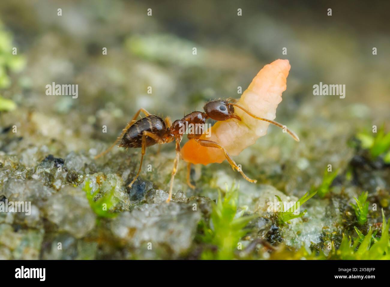 Un ouvrier de fourmi folle (Nylanderia flavipes) ramène une larve d'insecte récupérée à son nid. Banque D'Images