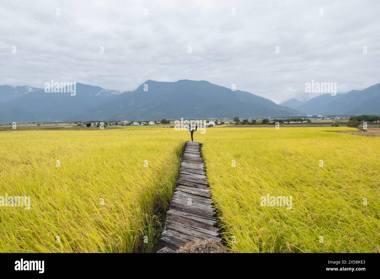 Les belles rizières de Chishang au moment de la récolte, Chishang, Taitung, Taiwan Banque D'Images