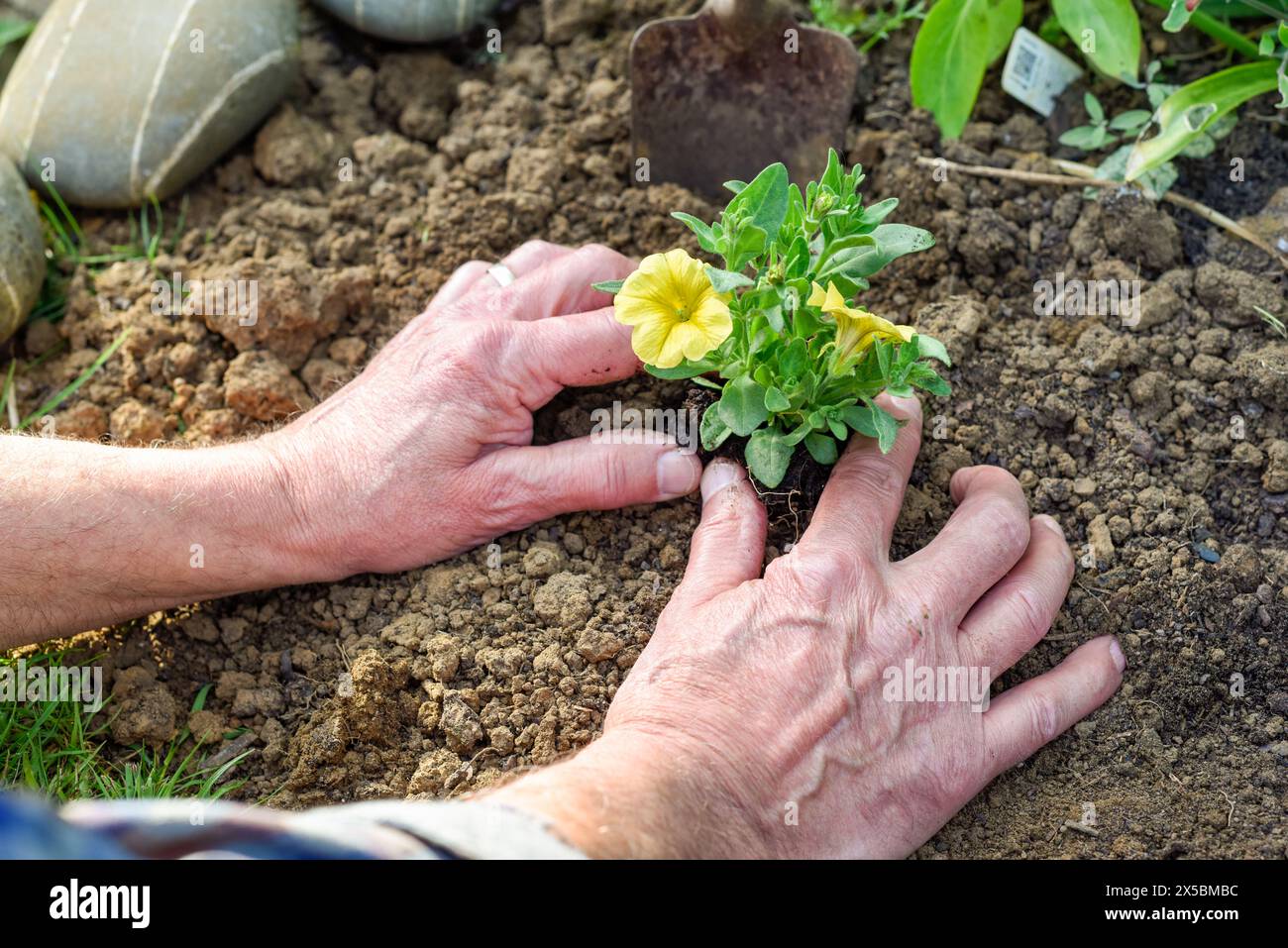 Homme mature plantant des fleurs dans un lit de fleurs tout en jardinant à la maison de près sur les mains Banque D'Images