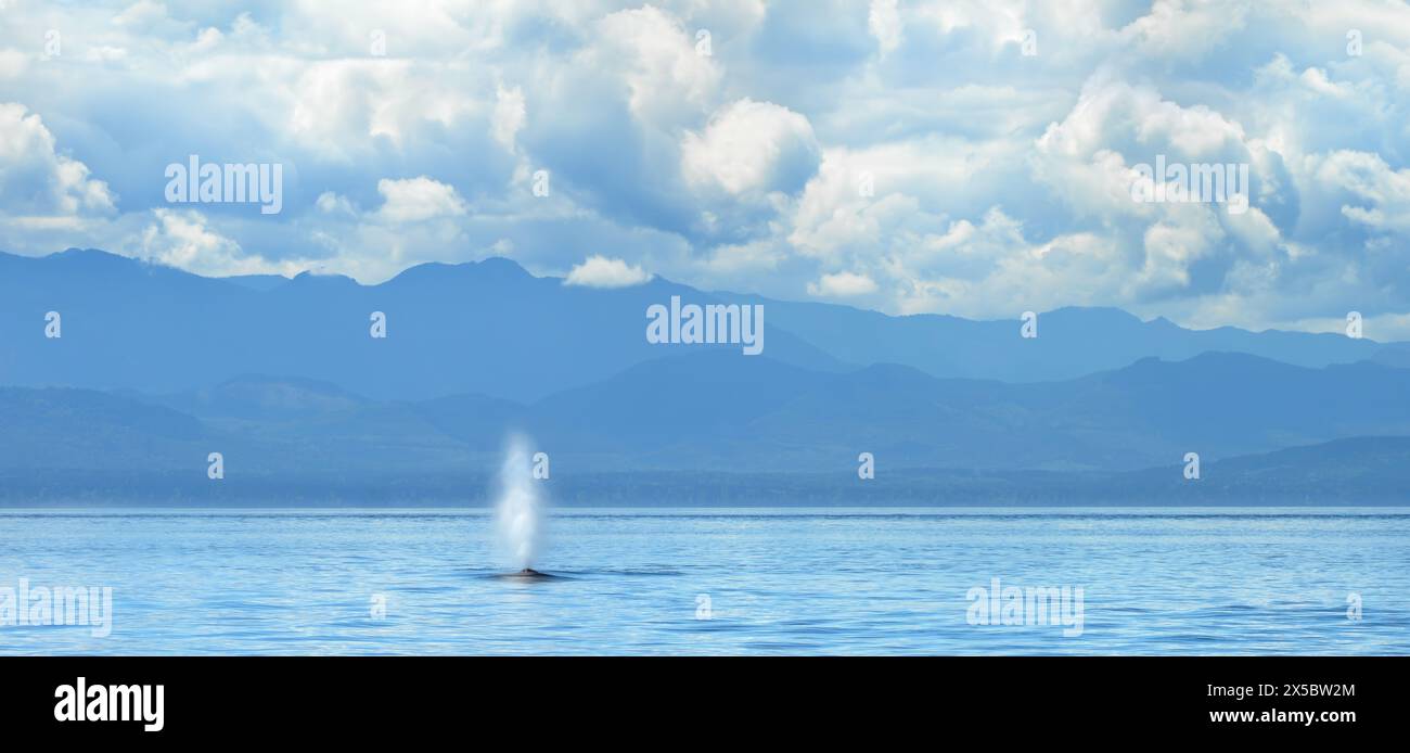 Une image de paysage avec une seule baleine à bosse soufflant de l'eau (Megaptera novaeangliae) et l'île Victoria en arrière-plan, ciel couvert Banque D'Images