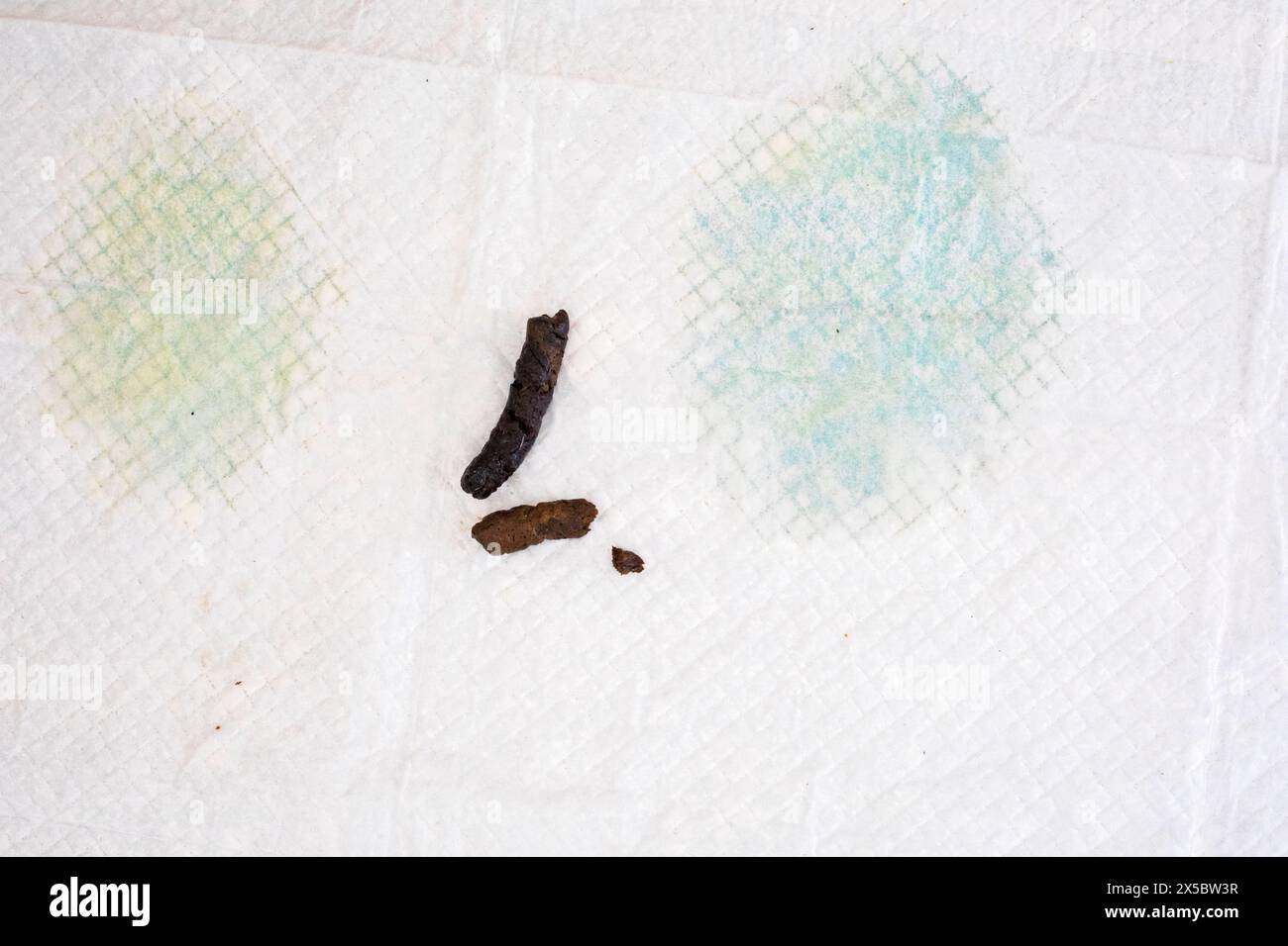 Former un petit chiot Jack Russell Terrier à utiliser une couche sur les toilettes dans la maison Banque D'Images