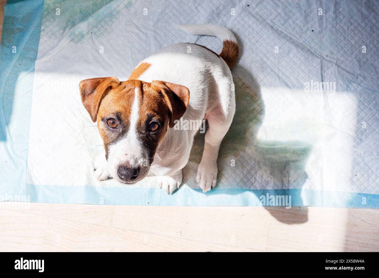 Former un petit chiot Jack Russell Terrier à utiliser une couche sur les toilettes dans la maison Banque D'Images