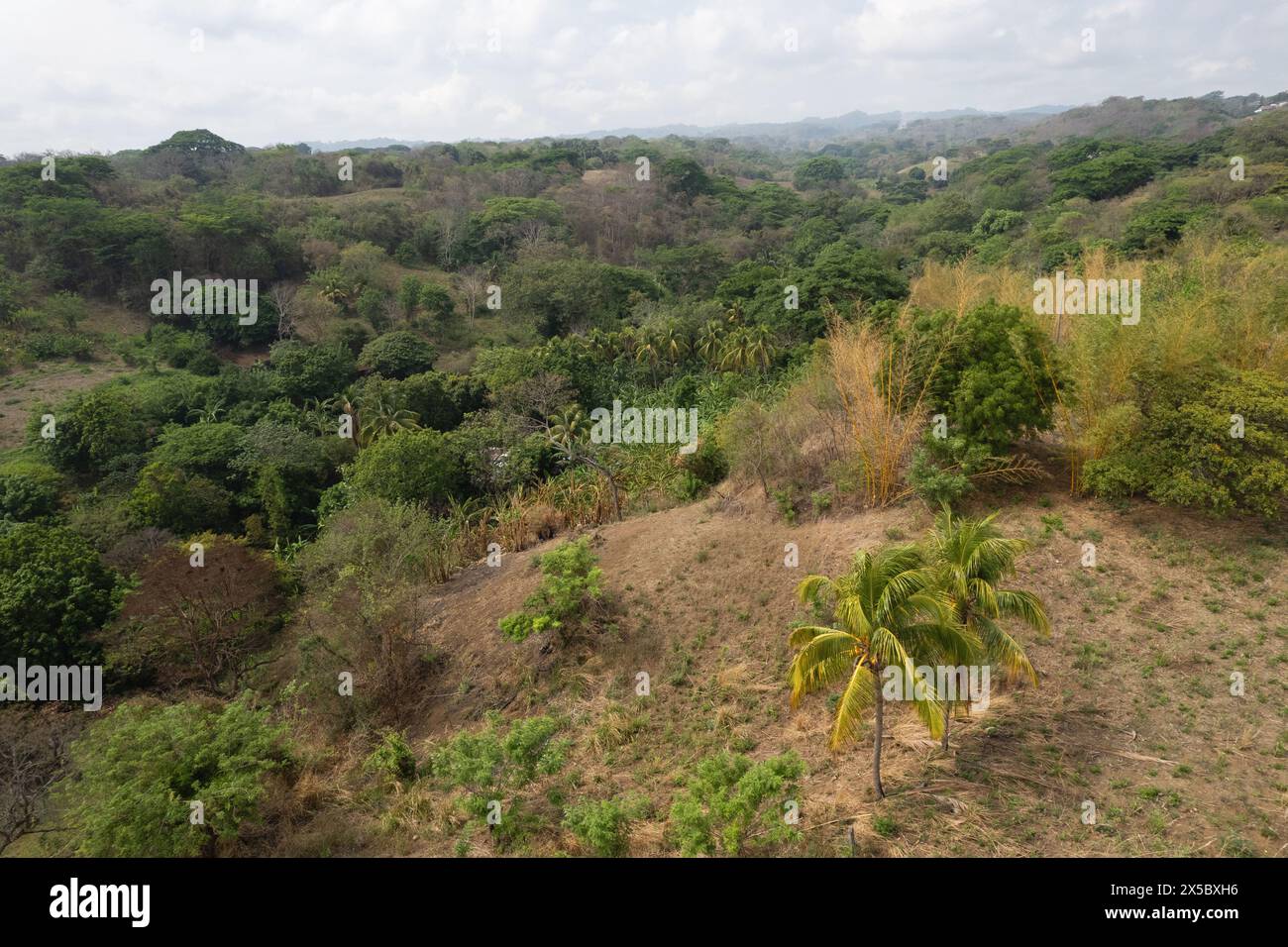 Paysage verdoyant de la jungle tropicale vue aérienne drone Banque D'Images