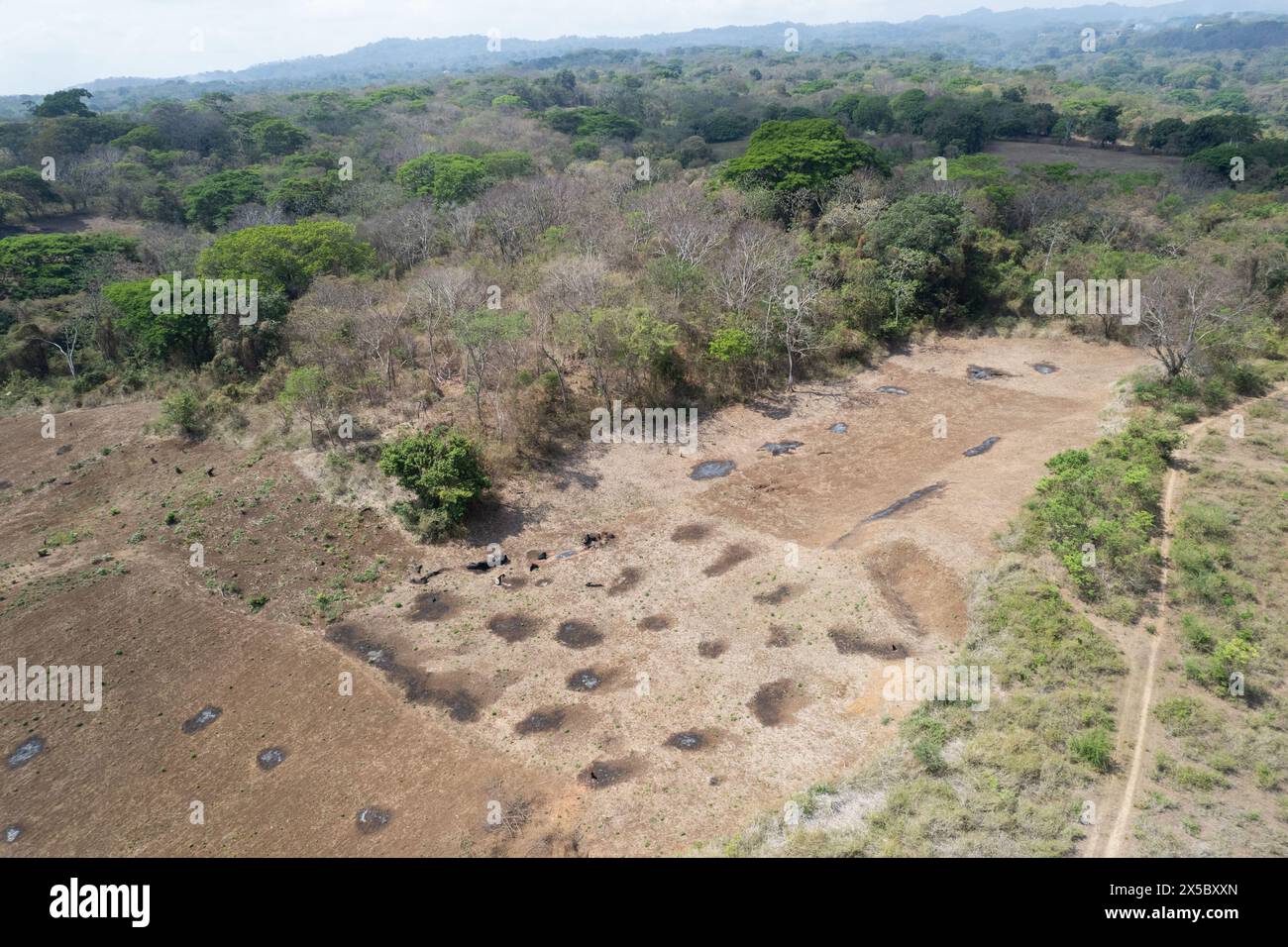 Brûlez des arbres et de l'herbe sèche sur la vue aérienne de drone de champ brun Banque D'Images