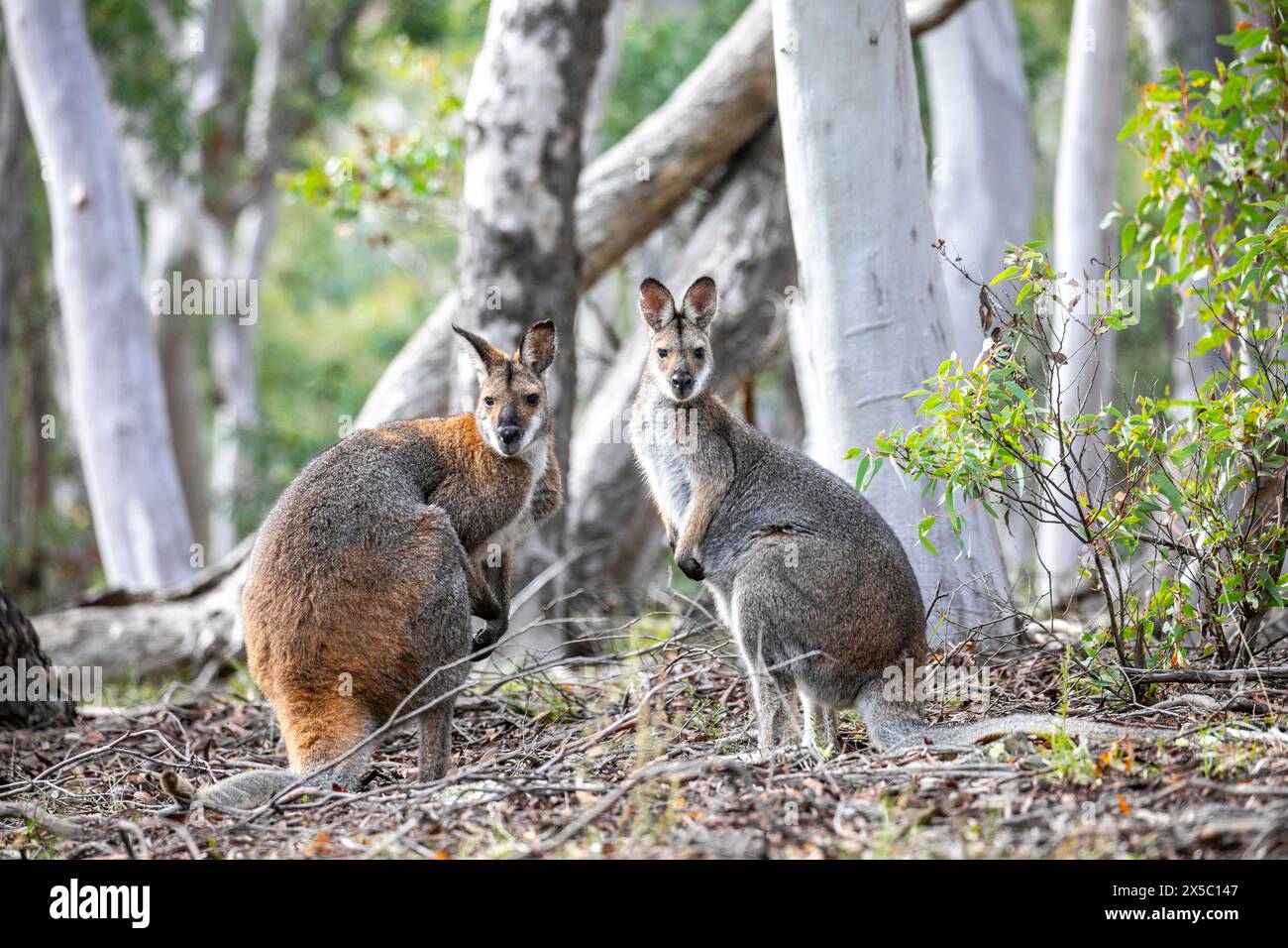 Kangourou rouge (Osphranter rufus) et kangourou gris oriental (Macropus giganteu) assis ensemble regardant la caméra, Turon National Park, Australie Banque D'Images