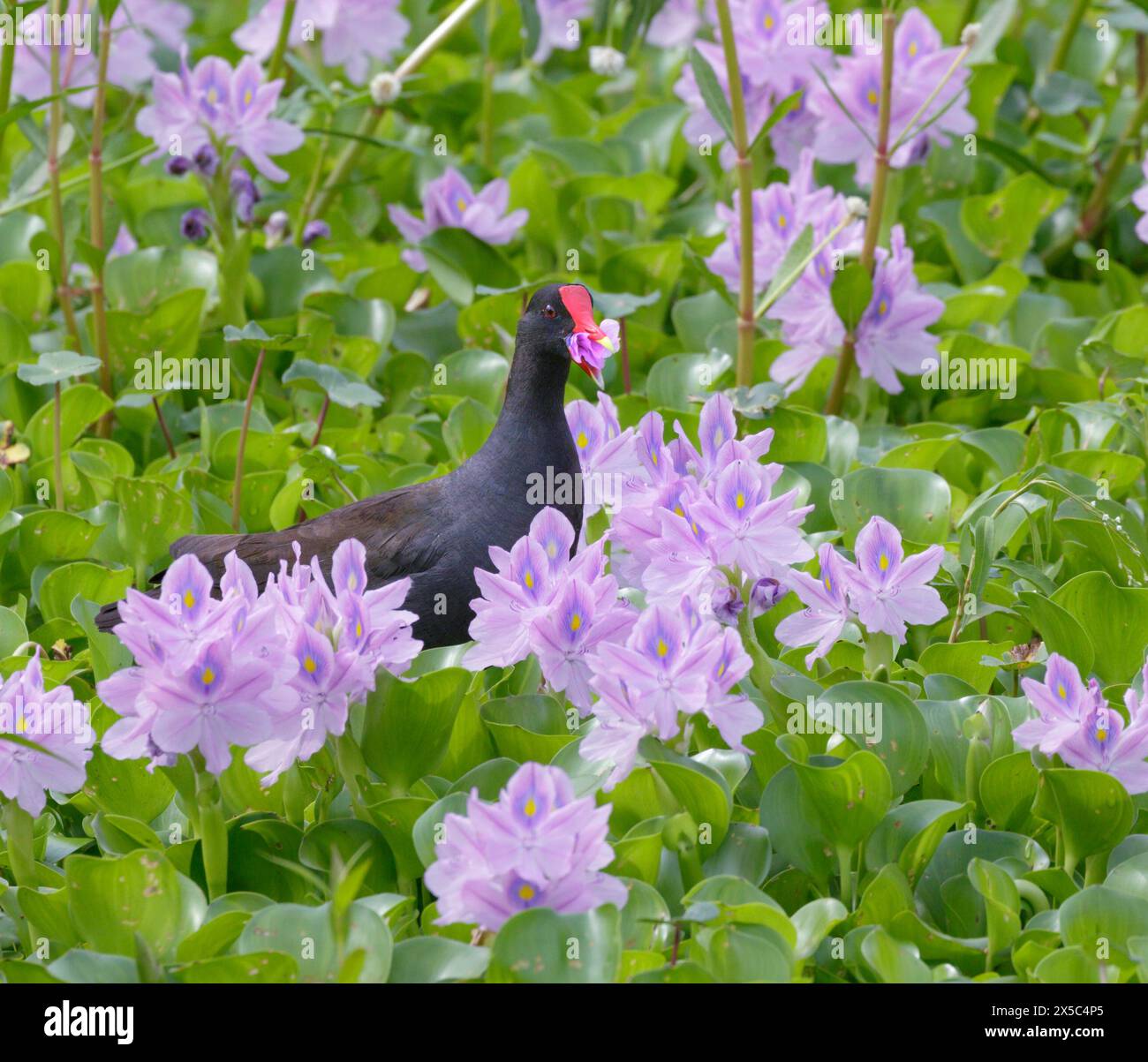 Gallinule commune (Gallinula galeata) mangeant des pétales de fleurs de jacinthe d'eau (Pontederia [Eichhornia] crassipes), Brazos Bend State Park, Texas, États-Unis. Banque D'Images