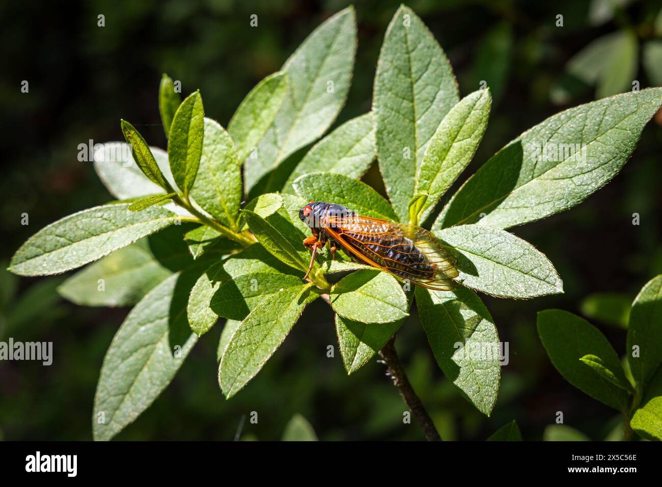 bug cigale de 17 ans sur une plante d'azalée verte. Banque D'Images