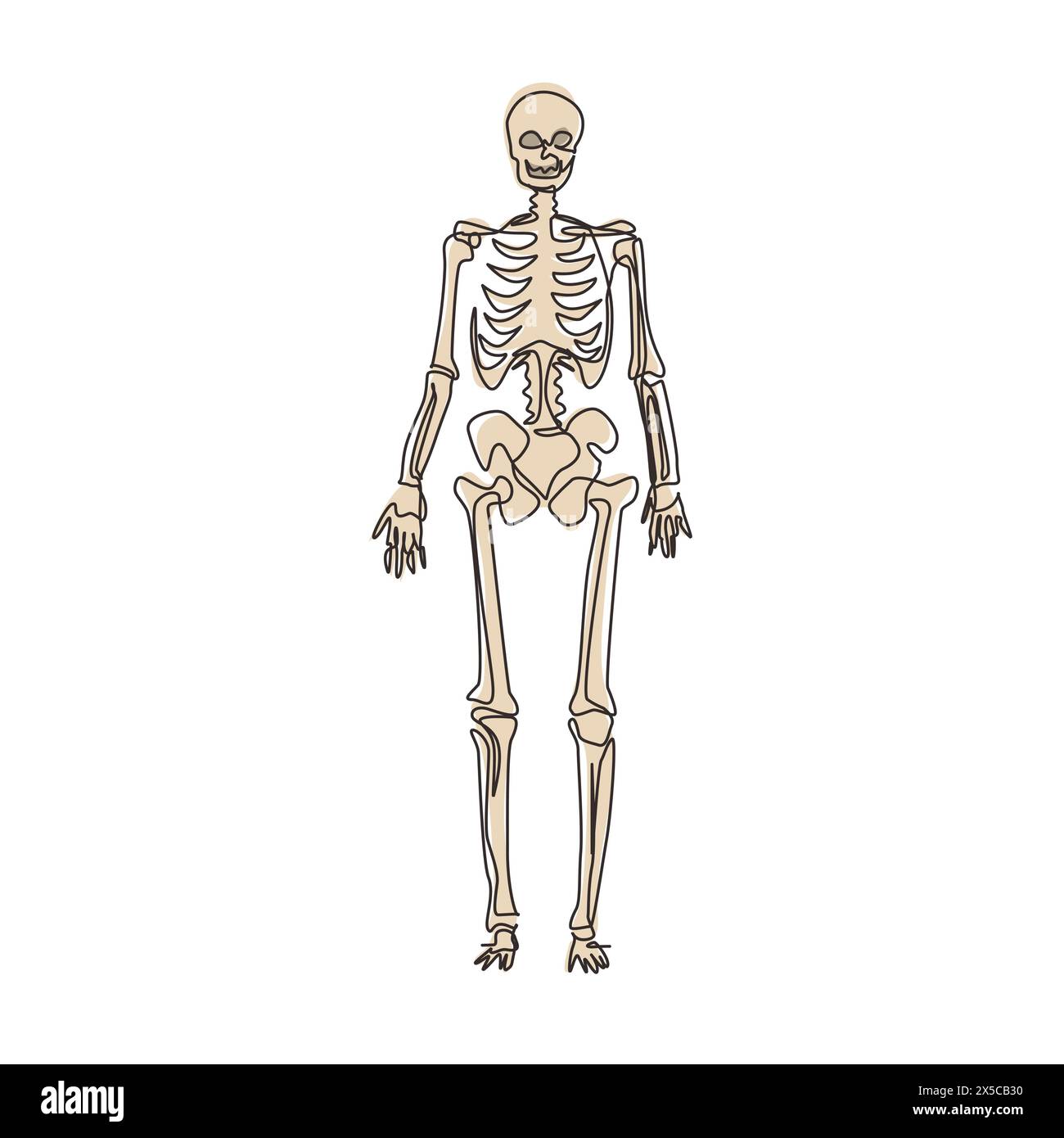 Une ligne continue dessinant l'image du squelette humain, utile pour créer des matériaux médicaux et scientifiques. Anatomie, médecine et biologie concept. Simple Illustration de Vecteur