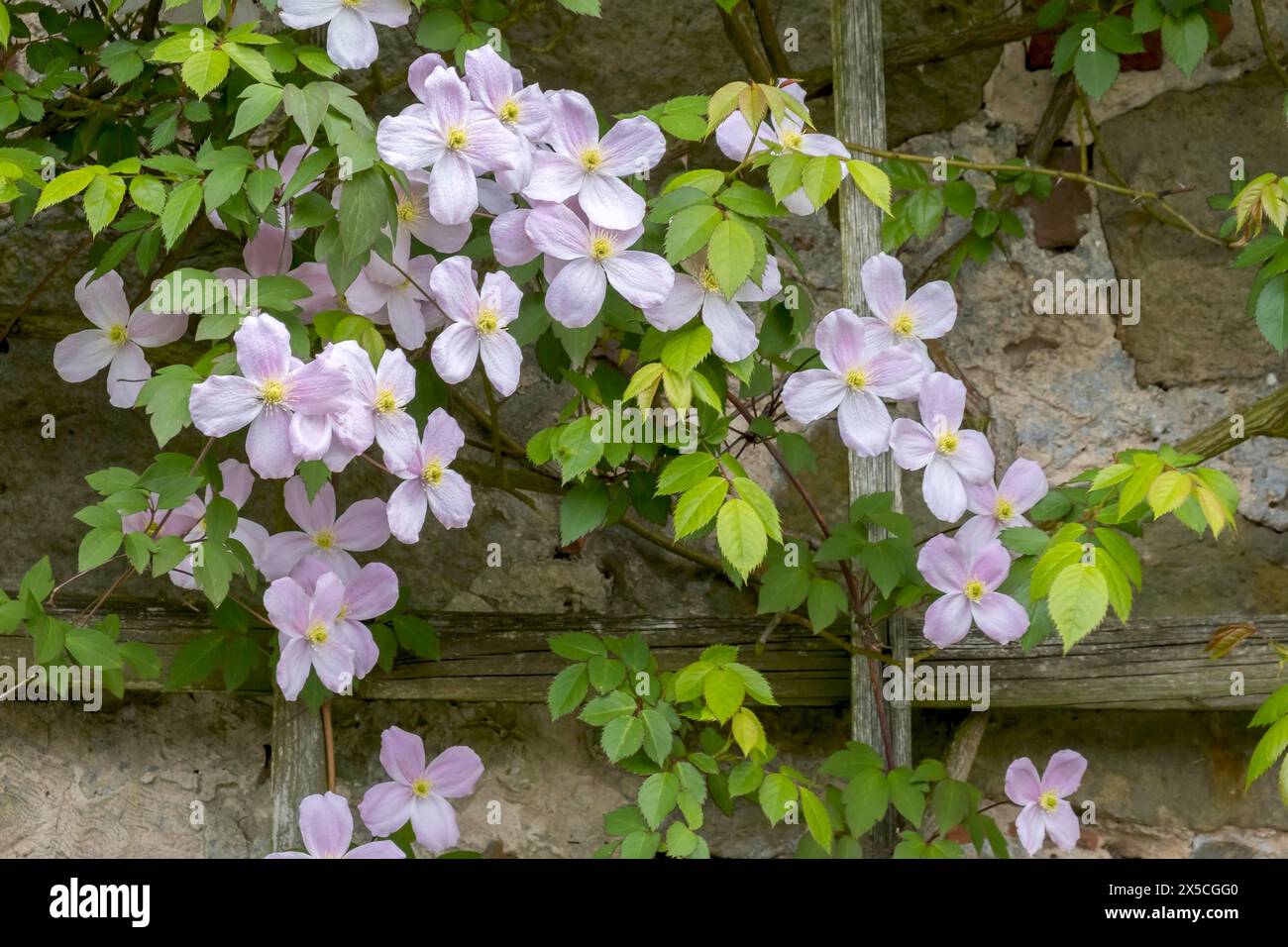 Clematis montana (Clematis montana Tetrarose) sur un treillis en bois devant un mur de grès, Muensterland, Rhénanie du Nord-Westphalie, Allemagne Banque D'Images