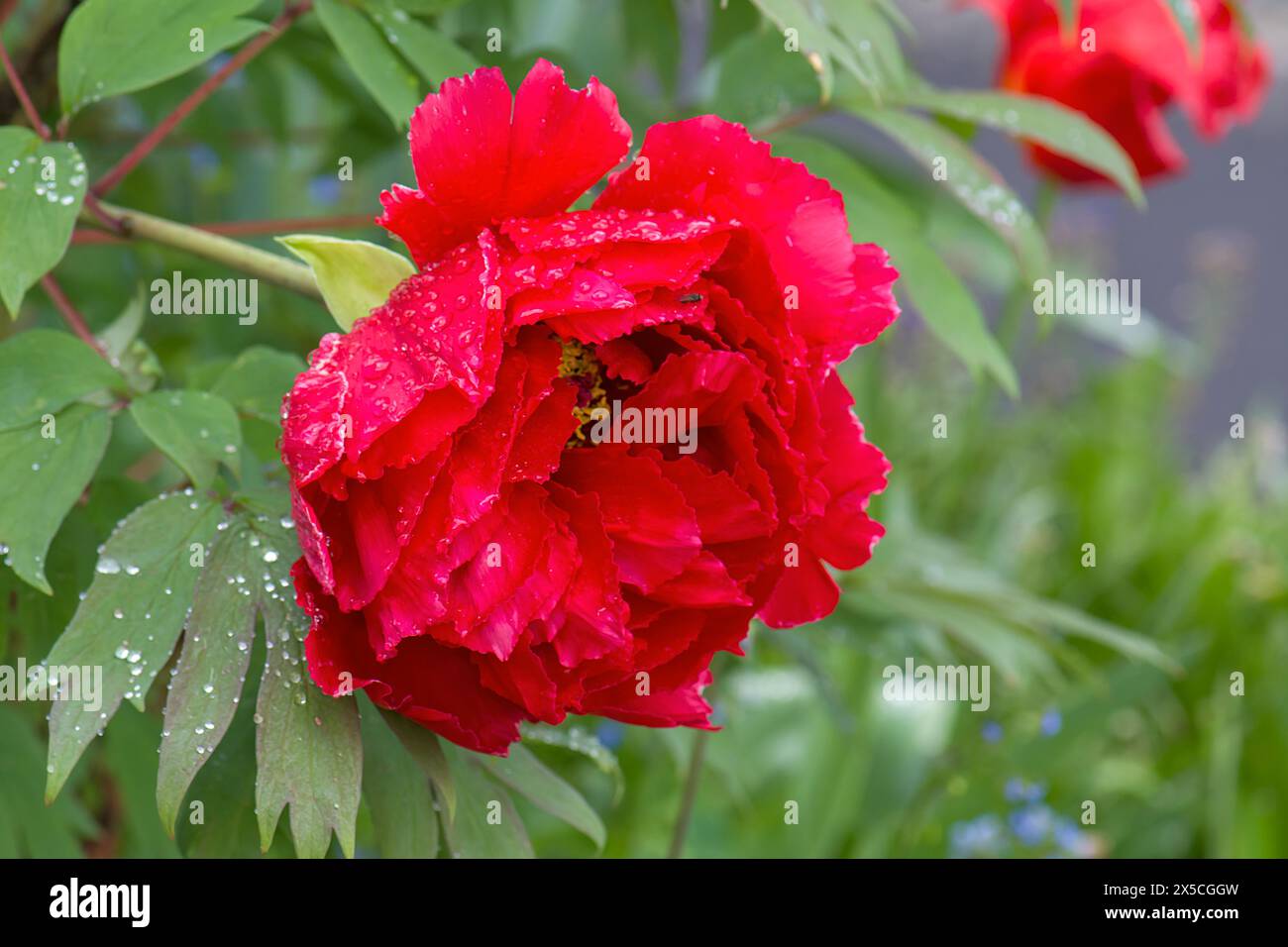 Fleur de pivoine (Peonia) avec des gouttes de pluie, Bavière, Allemagne Banque D'Images