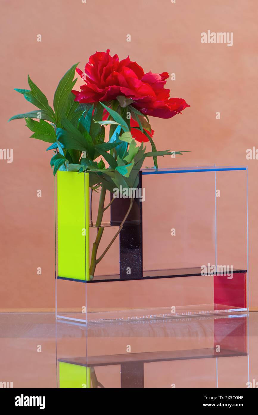 Pivoine européenne dans un vase acrylique moderne, Bavière, Allemagne Banque D'Images