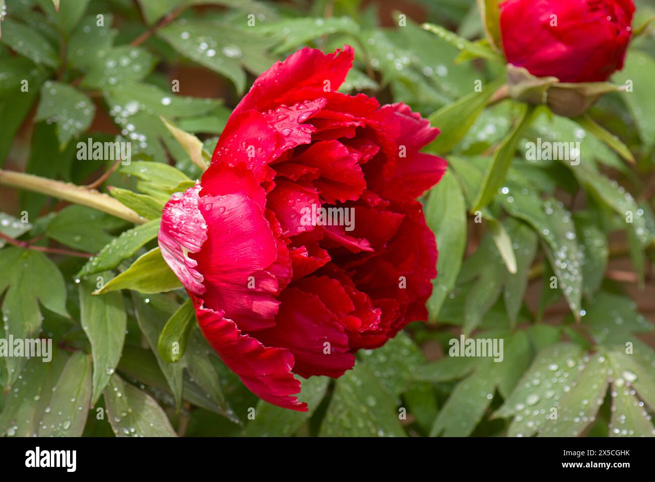 Fleur de pivoine (Peonia) avec des gouttes de pluie, Bavière, Allemagne Banque D'Images